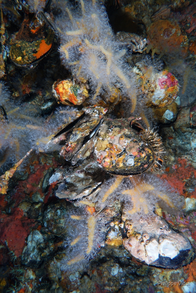 Birmanie - Mergui - 2018 - DSC03237 - Coral - Corail.jpg